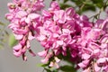 Blossoming pink acacia