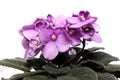 Blossoming pink colored african violet flower saintpaulia. Flowering Saintpaulias. violet, Uzambar, Senpolia