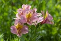 Blossoming pink day lily lit with the summer sun Royalty Free Stock Photo