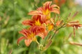 Blossoming pink day lily lit with summer sun Royalty Free Stock Photo