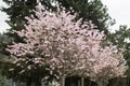 Blossoming pink flower tree in the park on the evergreen background during afternoon.