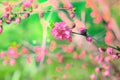 Blossoming pink flowers of almond three-blade. Almonds or three-lobed Louisiana, Sakura, blossoms in spring garden. copy space