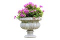 The blossoming pink flowers in old pots isolated on white Royalty Free Stock Photo