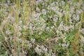 Blossoming pink herb Thymus serpyllum, Breckland wild thyme, creeping thyme Royalty Free Stock Photo