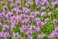 Blossoming pink herb Thymus serpyllum, Breckland wild thyme, creeping thyme or elfin thyme close-up. Beautiful medicinal and food Royalty Free Stock Photo