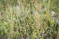 Blossoming pink herb Thymus serpyllum, Breckland wild thyme, creeping thyme Royalty Free Stock Photo