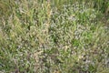 Blossoming pink herb Thymus serpyllum, Breckland wild thyme, creeping thyme Royalty Free Stock Photo