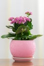 Blossoming Pink Kalanchoe in pot