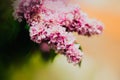 The blossoming pink lilac flowers on a bush on a summer day. Nature is the central theme exhibited in this image, showcasing the