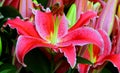 Blossoming pink lily flower