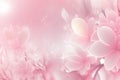 Blossoming Pink Magnolia Flowers Background For Your Projects.