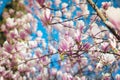 Blossoming of pink magnolia flowers in spring time, floral background