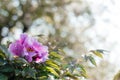 Blossoming pink peony flower on bokeh background