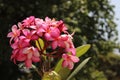 Blossoming Pink Plumeria With Blurs Background Royalty Free Stock Photo