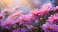 Blossoming pink and purple aster flowers garden. AI generated image
