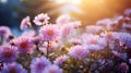 Blossoming pink and purple aster flowers garden. AI generated image