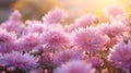 Blossoming pink and purple aster flowers garden. AI generated image