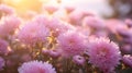 Blossoming pink and purple aster flowers garden. AI generated image