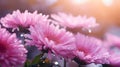 Blossoming pink and purple aster flowers garden. AI generated image