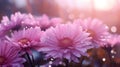 Blossoming pink and purple aster flowers garden. AI generated image