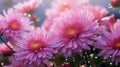 Blossoming pink and purple aster flowers garden. AI generated image