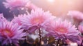 Blossoming pink and purple aster flowers garden. AI generated image