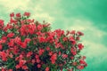 Blossoming pink rhododendron bush Royalty Free Stock Photo