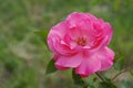 The open pink rose