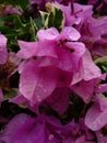 Blossoming pink tropic flowers at midday