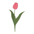 Blossoming pink tulip isolated object Royalty Free Stock Photo