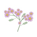 Blossoming of Pink Yarrow Flowers or Achillea Millefolium Flowers