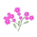 Blossoming of Pink Yarrow Flowers or Achillea Millefolium Flowers