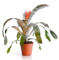 Blossoming plant of aechmea