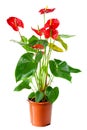 Blossoming plant of Anthurium Royalty Free Stock Photo