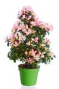 Blossoming plant of azalea