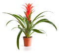 Blossoming plant of guzmania Royalty Free Stock Photo