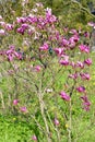 The blossoming plant of a magnolia lily magnolia Magnolia liliiflora Desr. in sunny day