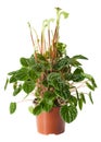 Blossoming plant of peperomia