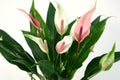 Blossoming plant of pink anthurium. Royalty Free Stock Photo