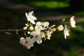 Blossoming plum