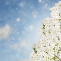 Blossoming Plum Flowers on sky Royalty Free Stock Photo
