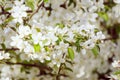 Plum spring flowers Royalty Free Stock Photo