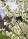 Blossoming plum tree flowers on a Sunny spring day in Greece Royalty Free Stock Photo