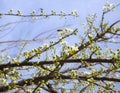 Blossoming plum tree flowers on a Sunny spring day in Greece Royalty Free Stock Photo