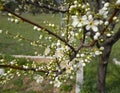 Blossoming plum tree flowers on a Sunny spring day in Greece Royalty Free Stock Photo