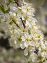 Blossoming plum tree flowers on a Sunny spring day in Greece Royalty Free Stock Photo