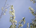 Blossoming plum tree flowers on a Sunny spring day in Greece Royalty Free Stock Photo