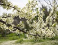 Blossoming plum tree flowers on a Sunny spring day in Greece Royalty Free Stock Photo