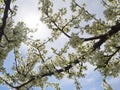 Blossoming plum tree flowers on a Sunny spring day in Greece Royalty Free Stock Photo