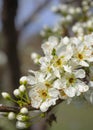 Blossoming plum tree flowers on a Sunny spring day in Greece Royalty Free Stock Photo